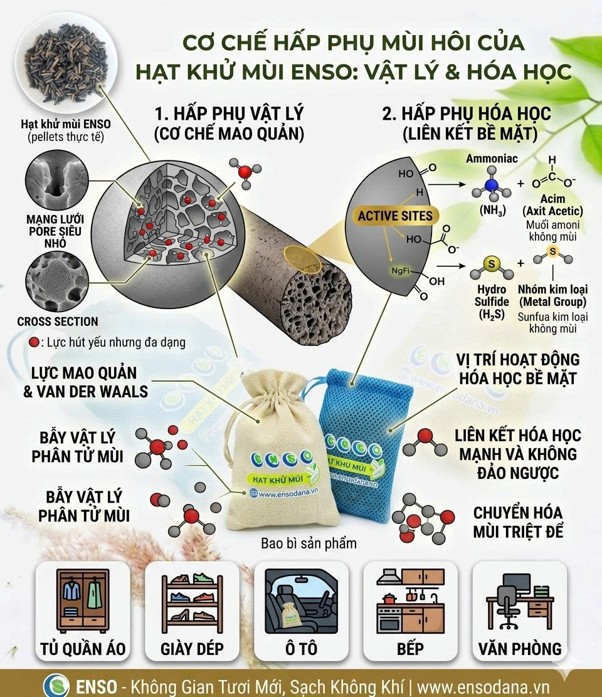 CƠ CHẾ HẤP PHỤ MÙI HÔI CỦA HẠT KHỬ MÙI ENSO